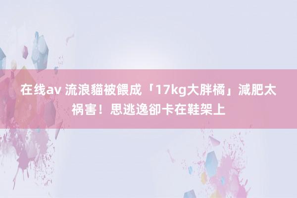 在线av 流浪貓被餵成「17kg大胖橘」　減肥太祸害！思逃逸卻卡在鞋架上